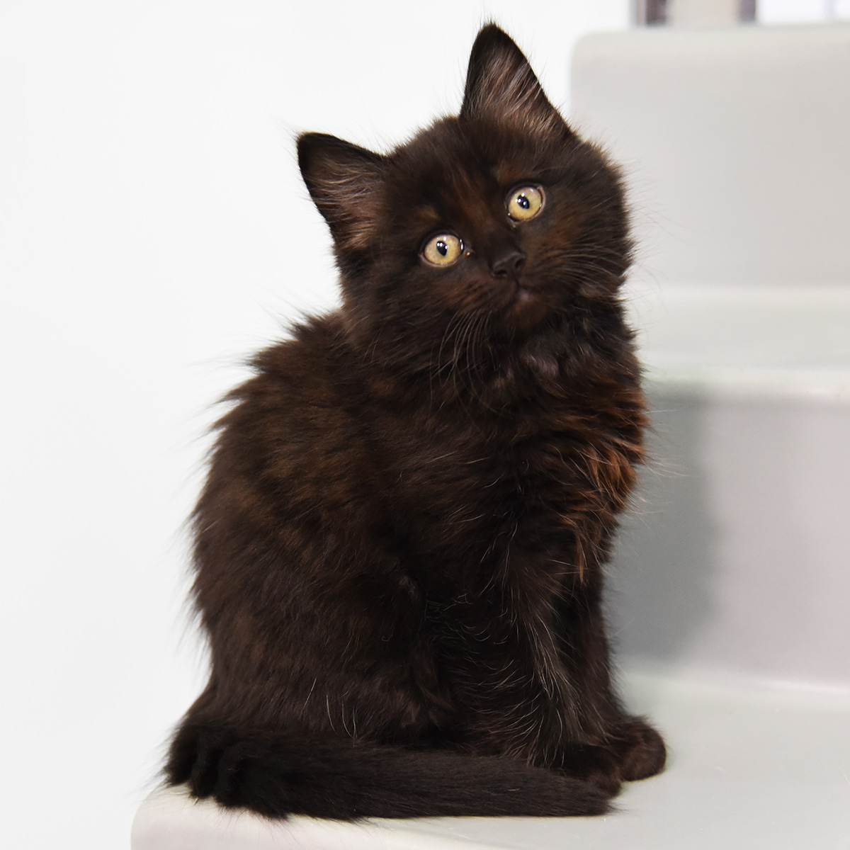 Black cats come in all shapes and sizes, but we've never found them to be unlucky. This #FridayThe13th we're busting myths about our beloved mini panthers. 🖤 Share a pic of your black cat below, and help spread the black cat love! #RescueIsMyFavouriteBreed