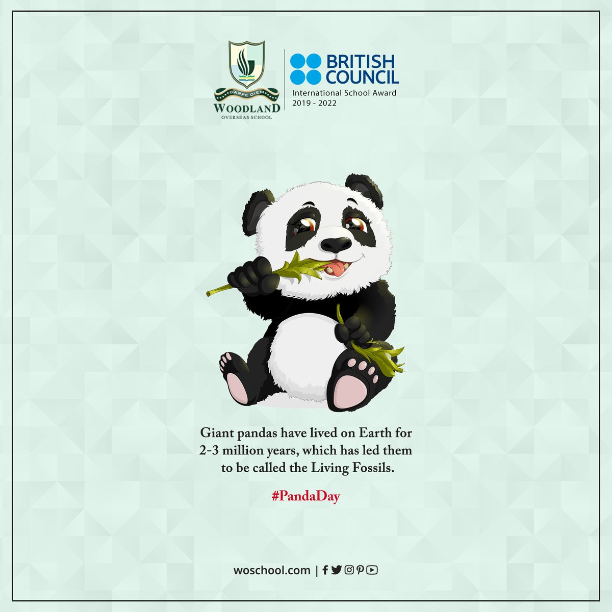 The giant panda's earliest known ancestor, Ailuropoda microta, was quite similar in anatomy to the present-day panda. All that has changed over the last 2-3 million years is that the giant panda has grown in size. 🐼

#PandaDay

#WoodlandOverseasSchool #CBSESchoolHoshiarpur