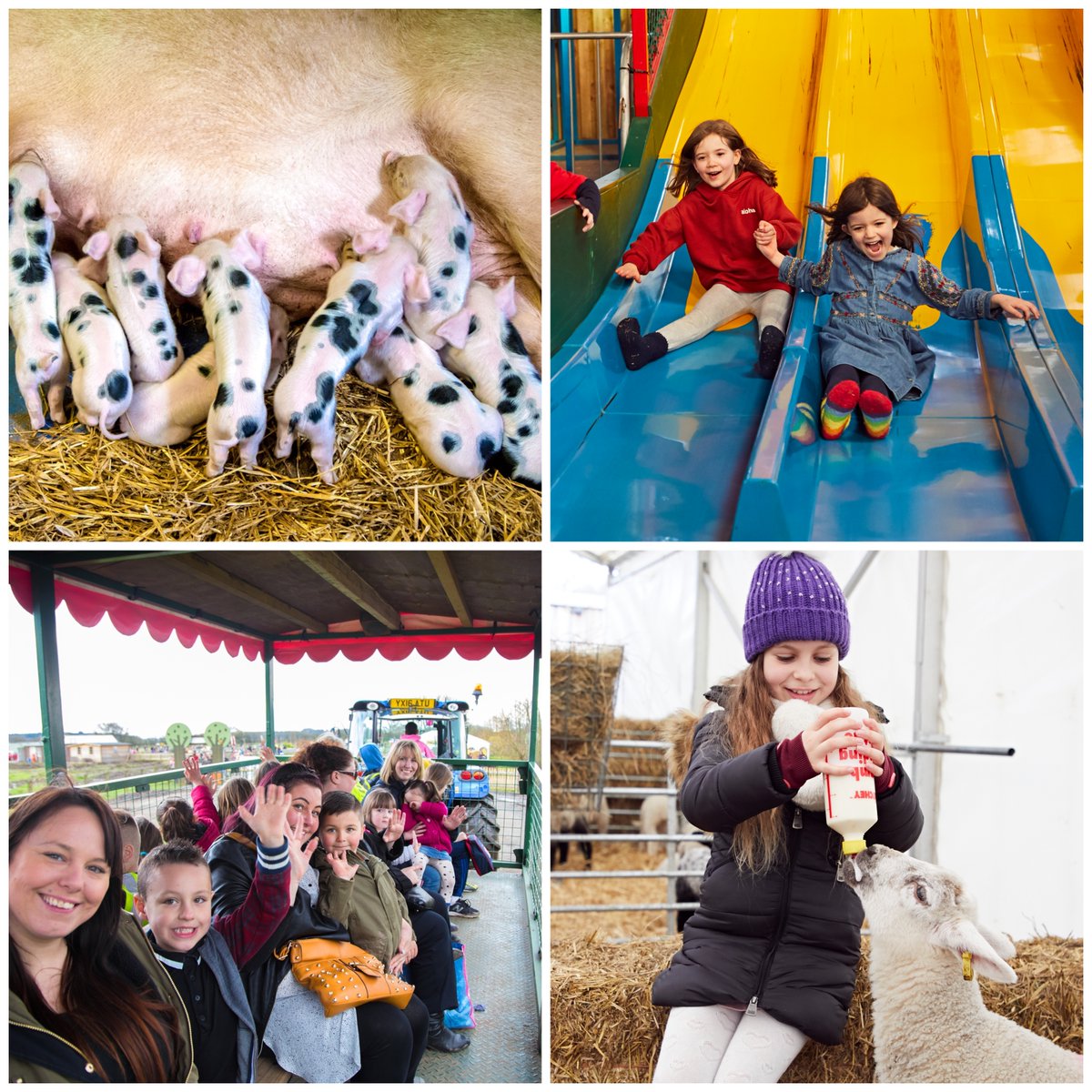 Treat your little piggies to a farm adventure this weekend!🐷✨