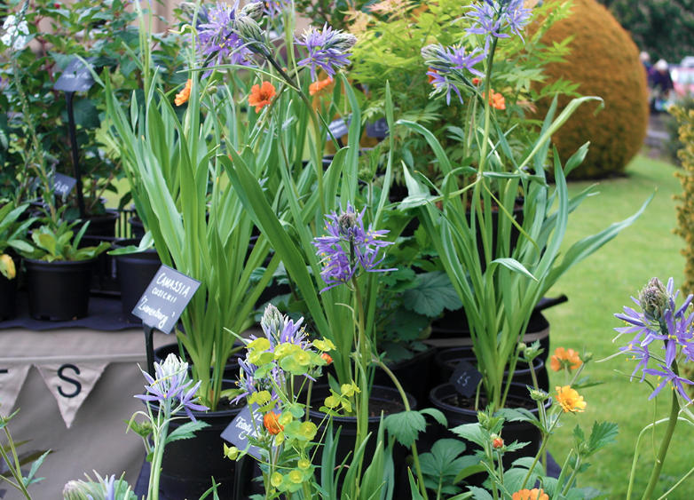 harespring's tweet photo. A week to go until @RHSWisley Spring Plant Fair! Come see our lovely selection of #Camassia and other #hardyplants which we will have for sale.
@The_RHS #RHSWisley #SpringPlantFair
https://t.co/sFqa6xd9sM https://t.co/QOriHcflTo