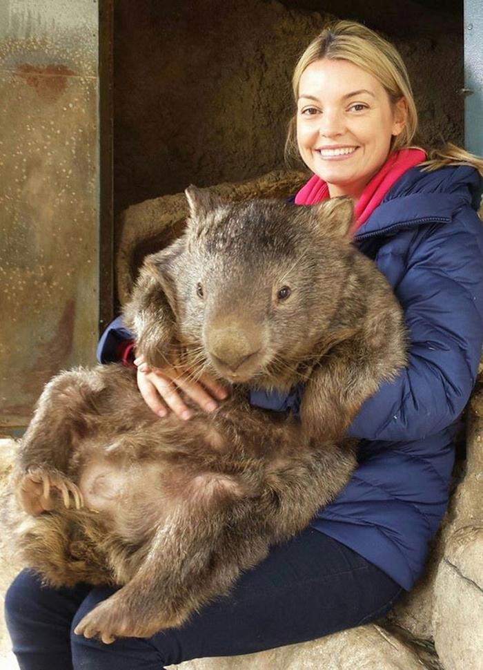ウォンバットは実は寂しがりやな生き物だったことが判明して更に好きになった 話題の画像プラス ウォンバットは実は寂しがりやな生き物だったことが判明して更に好きになった 話題の画像プラス