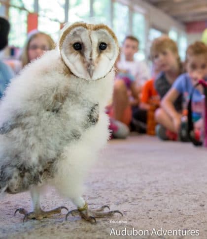 childhoodwild's tweet photo. Many schools are closed &amp; many families are staying #indoors during the #globalpandemic but this doesn't have to be a #nature deadzone! Dig into these #free resources w your child &amp; explore #biodiversity, #birdID, #climatechange, #pollinators...https://t.co/hAGJemQ8jA https://t.co/wBZq1VJrQI