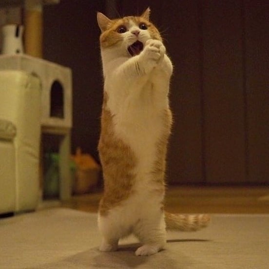 CatandDoglover8's tweet photo. ๐ฑ๐ธ๐๐ธ๐ฑ
#cat_feature #meowbeauties #kittensdaily #catsareawesome #cats_today #cats๐ป #clowdercats #catsoftheworld #catsoninstagram #topcatphoto #catstocker #cutecatcrew #excellent_cats #catsrule #instakitten
#catlovers #catsofinstagram #cat #catsgram #pets https://t.co/Wq2Is1b4id