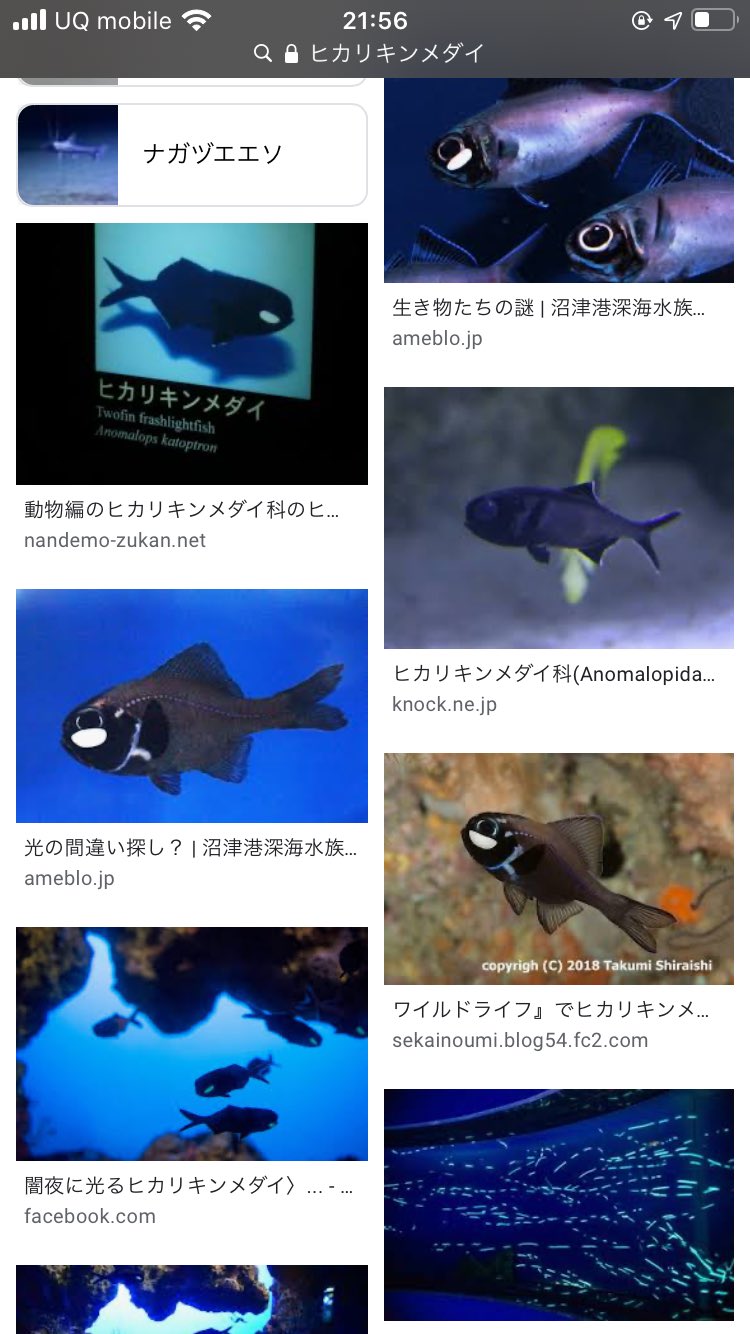 טוויטר 青いおんぶひも בטוויטר 蛍光スニーカーの集団みたら 深海魚のヒカリキンメダイ思い出すんだよなー T Co I1ffturrdj