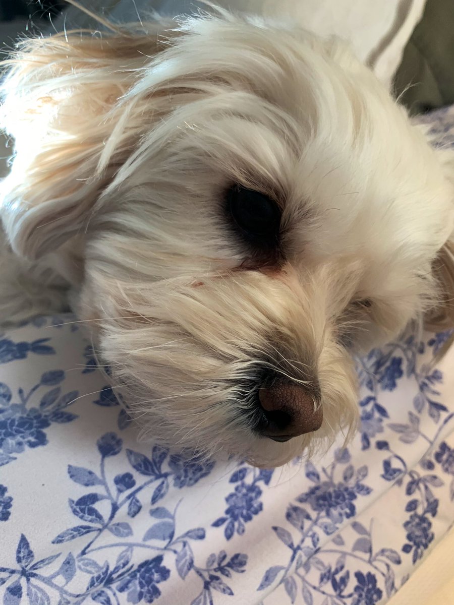 Cristina Howorun tweet media