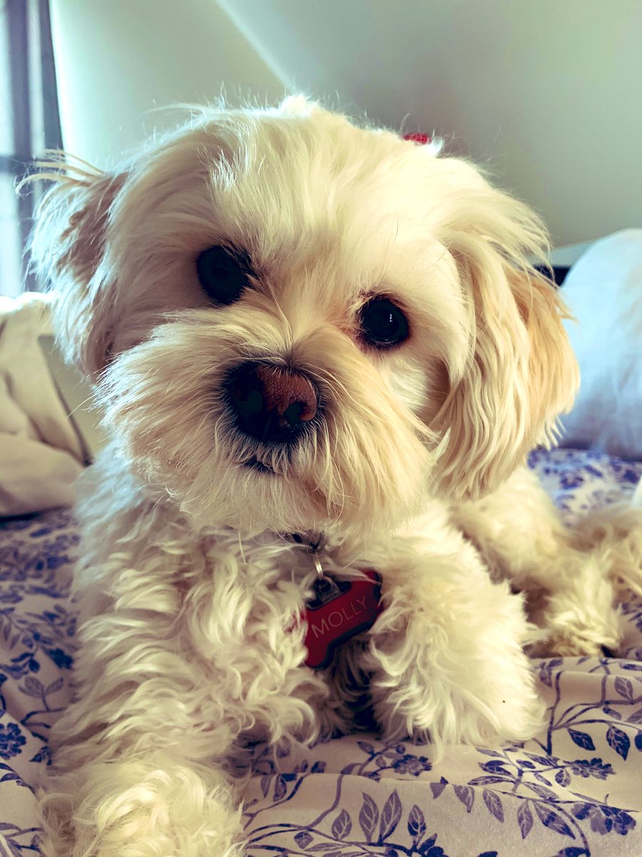 Cristina Howorun tweet media