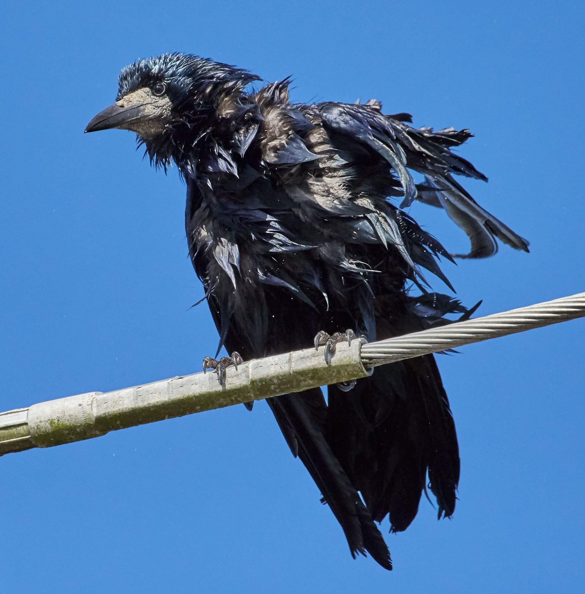 paulhayes55's tweet photo. If I ever have seen a Crow that has come through a hedge backwards this is him .
#nature #NaturePhotography #naturelovers #photographer #Nikon #TwitterNatureCommunity #birds https://t.co/U0lVWaHv0a
