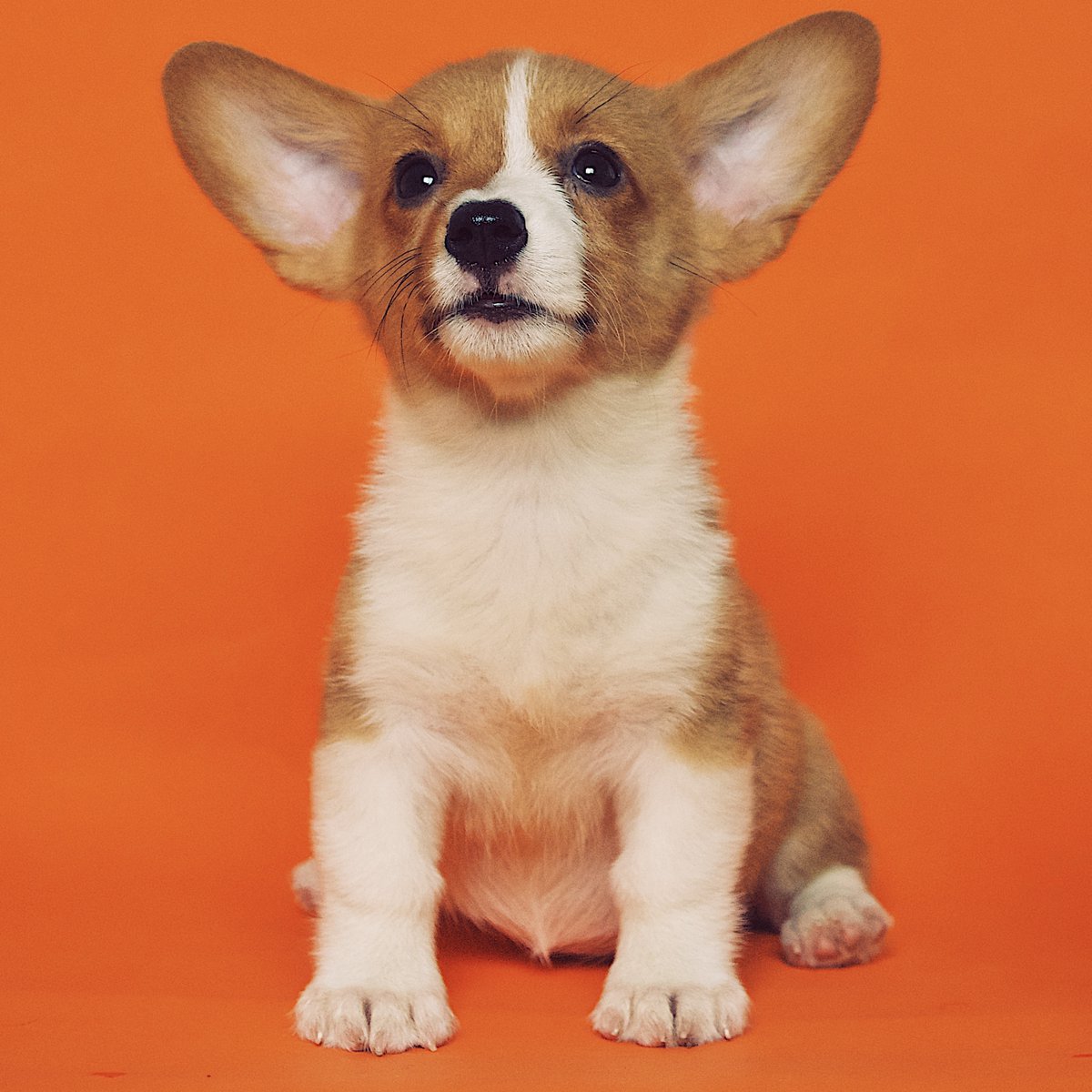 Vetsure Pet Insurance tweet media