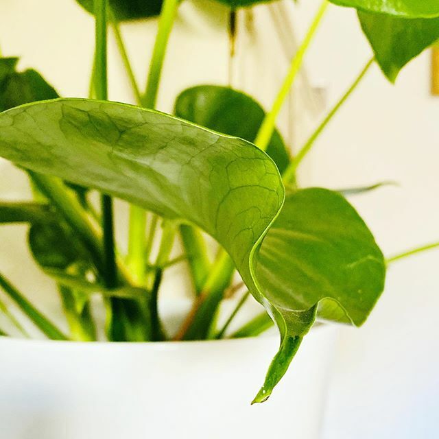Guldvatten är den kemiska förebilden för all växtnäring men betydligt mindre tungmetaller. 🌱
— .
.
.
#spring #vår #kolonilott #kolonistuga #vitsippa #trädgårdsinspiration #gödsel #kolonilott #odla #odling #plants #gardening #fleur #giardino #jardim #blomster #gardendesign #h…