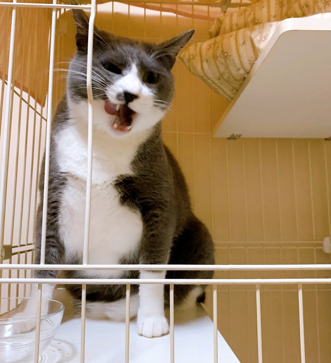 はち 毛玉が残したご飯を食べるナゲ 前はちょっと申し訳なさそうだったのに 最近じゃ悪びれる様子もない にゃせいふはしっかりと 見てますよ 壁 Wf ｼﾞｯｰ 猫のいる暮らし