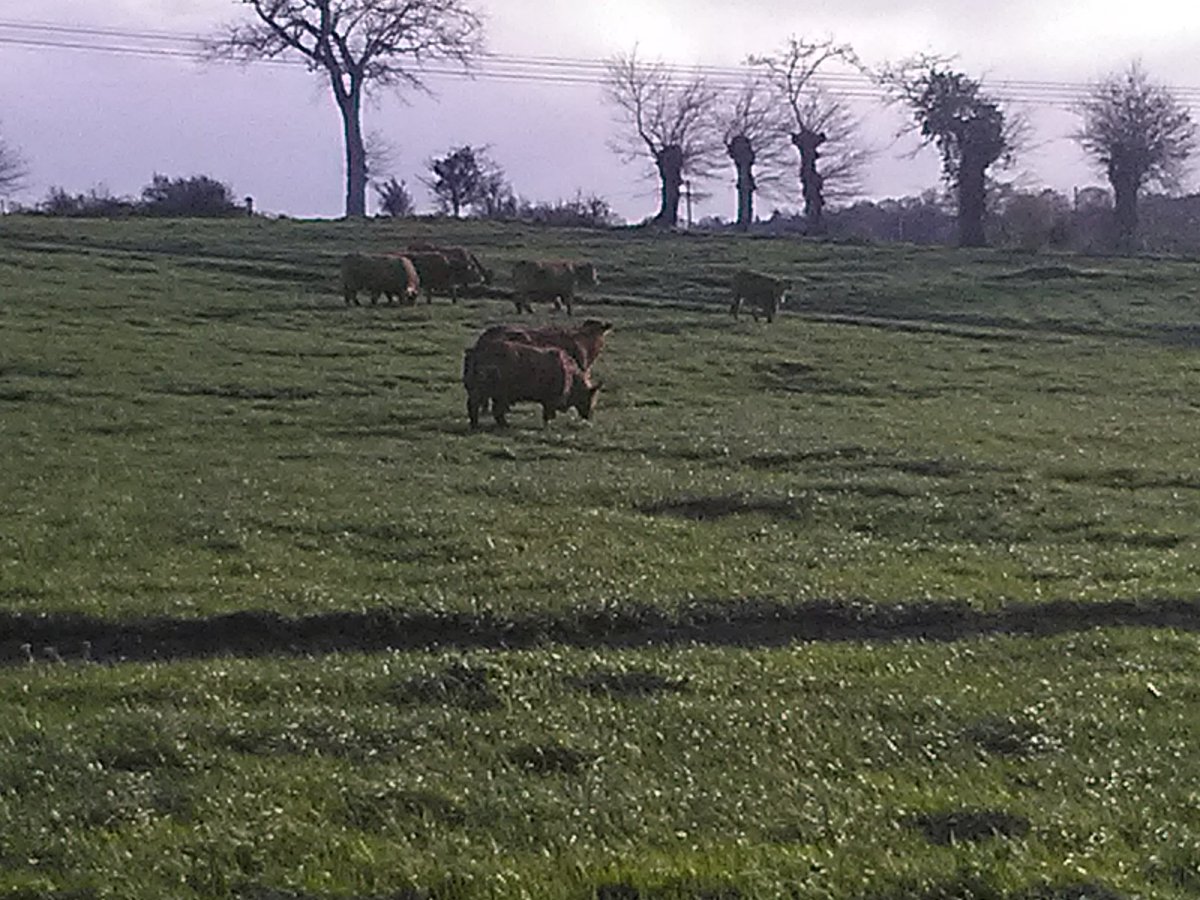 Vincenono's tweet photo. Après 2 mois et demi en #stabulation à l'abris des #intempéries les vaches #coeurdemayenne retrouvent les pâtures @Interbev_PdL @EleveursBovins @Agri_53 @rousseletsyl20 @YannickVallee53 https://t.co/aPyLrdgpf2