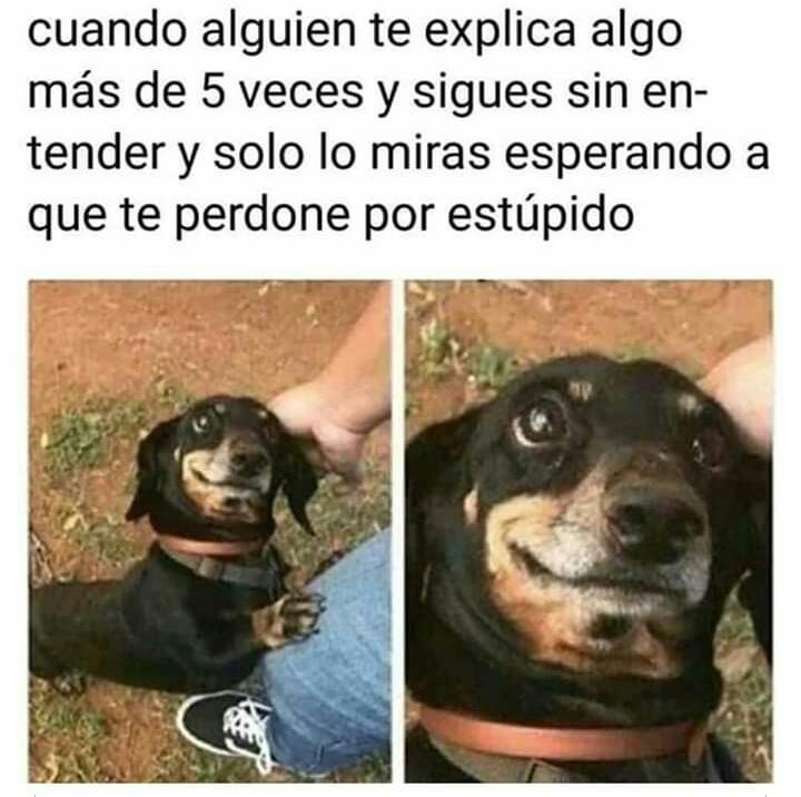 creer_ong's tweet photo. ¡¡¡EXCELENTE VIERNES Y FINDE A TODOS!!! 😄😍🐾

ONG CREER https://t.co/qbqndoauKU