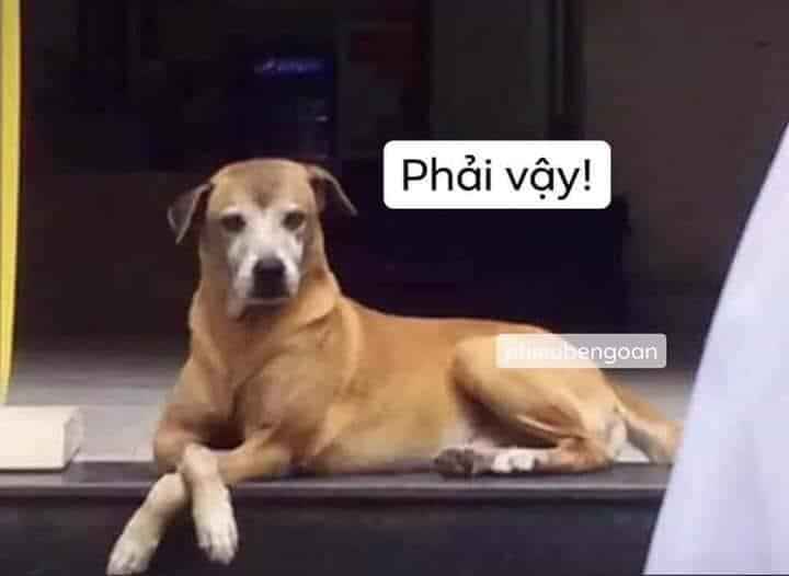 zhang_tzu's tweet photo. Tôi khi nhìn thấy số lượng bài tweet dần tăng
#VietNamLeavesNoOneBehind
#VietNamQuyetThangDaiDich https://t.co/eIdH8e42eB