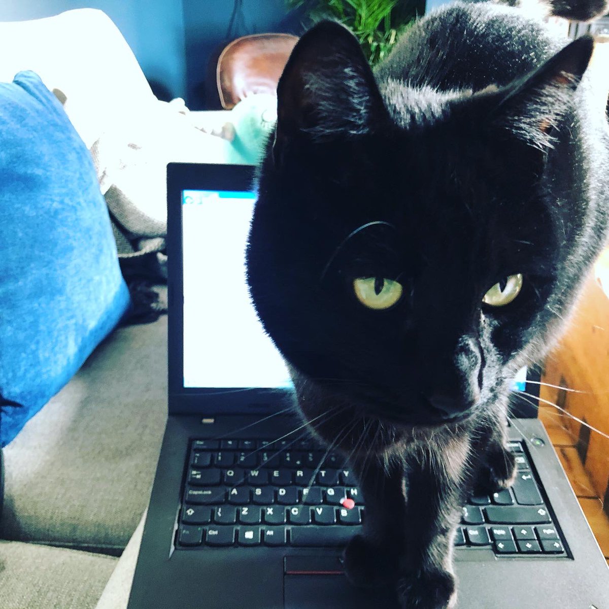 Sparrowlyn1987's tweet photo. @PAYOLETTER Rupert is always a helpful coworker. He sends emails and adds entries into my outlook calendar without me even having g to ask #coworker #petcoworker #helpfulpets https://t.co/ygooSF5osn