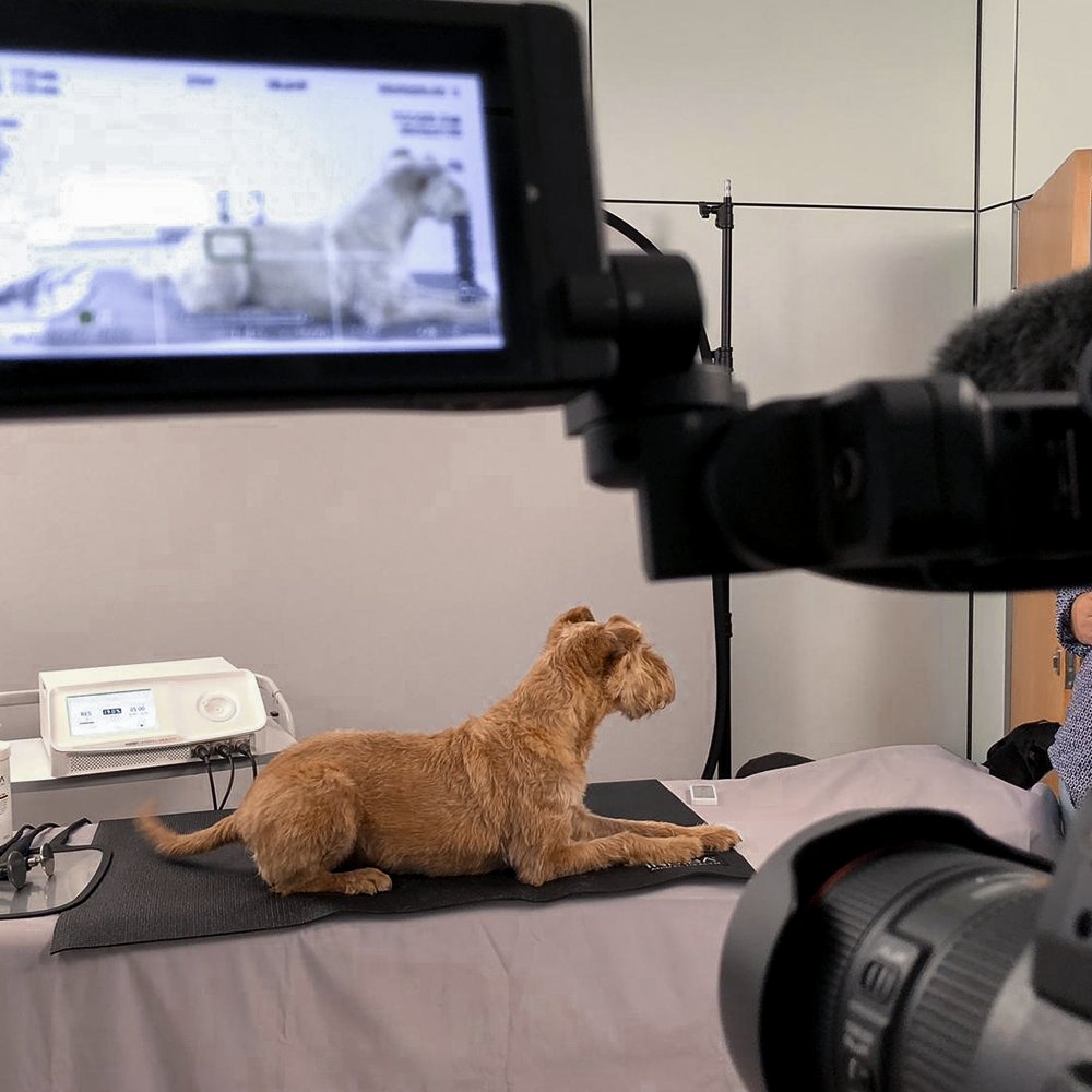 avvideo_net's tweet photo. • A vegades els nostres col·laboradors són una mica... gossos! 🐶 Sempre és gratificant poder gravar fora del que és habitual. Càmera, llums, acció! 

https://t.co/SNP9yl6rbI
⠀
#commercialproduction #camerasetup #indiba #indibaanimalhealth #avvideo @AnimalIndiba https://t.co/FSbgE1h1r5