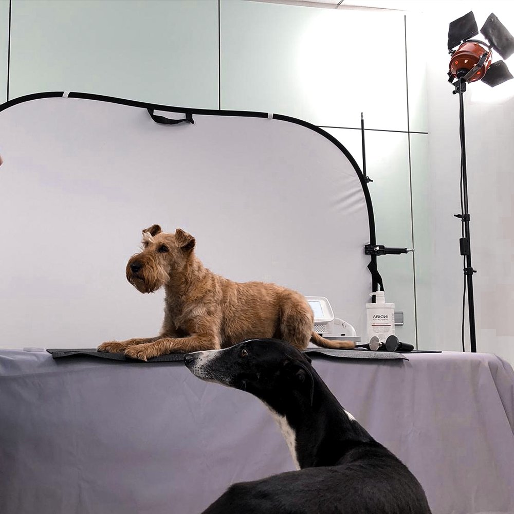 avvideo_net's tweet photo. • A vegades els nostres col·laboradors són una mica... gossos! 🐶 Sempre és gratificant poder gravar fora del que és habitual. Càmera, llums, acció! 

https://t.co/SNP9yl6rbI
⠀
#commercialproduction #camerasetup #indiba #indibaanimalhealth #avvideo @AnimalIndiba https://t.co/FSbgE1h1r5