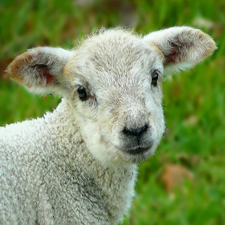 BrexitWatch5's tweet photo. Anne Widdecombe's #BrexitBucketList shows there's far more to #Brexit than trade and economics... Follow us on @BrexitWatch5
 #StopLiveExports #DeadTradeWalking #AnimalsAreNotFreight
https://t.co/nlQvEel5i0 https://t.co/F7Kc6NCgzh
