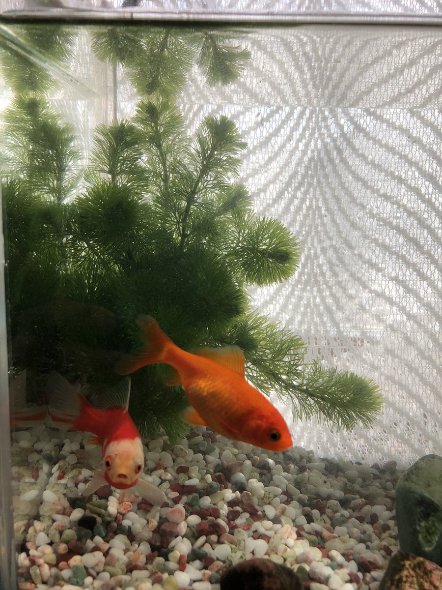 Peace Ig Igpeace Twitter