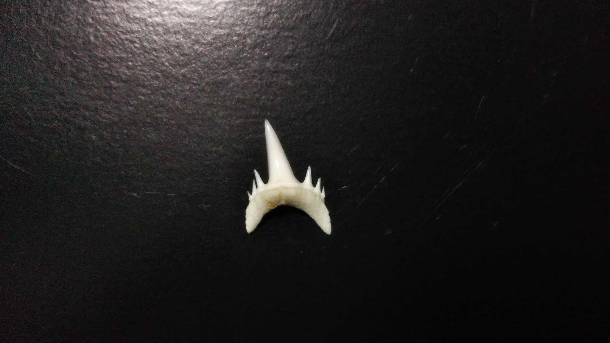 ট ইট র ひら オオワニザメ オオワニザメの歯が アオザメの歯にまざって江ノ島で販売されていたので 迷わず購入 江ノ島のお土産屋本当に楽しい ちなみに サメの顎も売っているのですが ドタブカ オオメジロ カマストガリ ハナザメ ホウライ