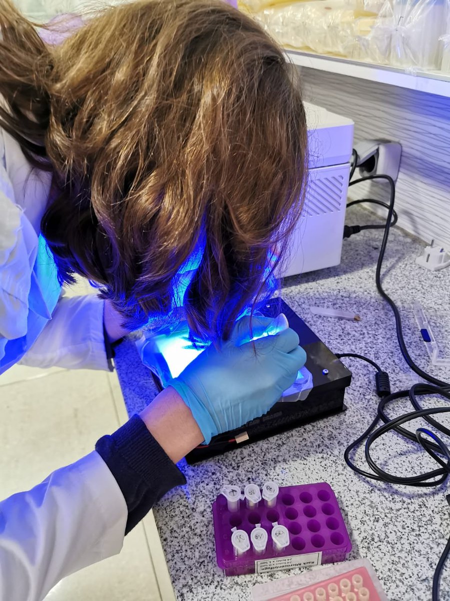 jenny_molloy's tweet photo. Transilluminator design making gel extraction awkward? #openhardware to the rescue in a hacked use of the FluoPi by @synbiochile @Prosimio_ @tfmatute. Saving our fragments for DNA assembly from UV damage as well! This is kan resistance fragment, OpenVent polymerase &amp; an ori. https://t.co/bFv4gnuqgh