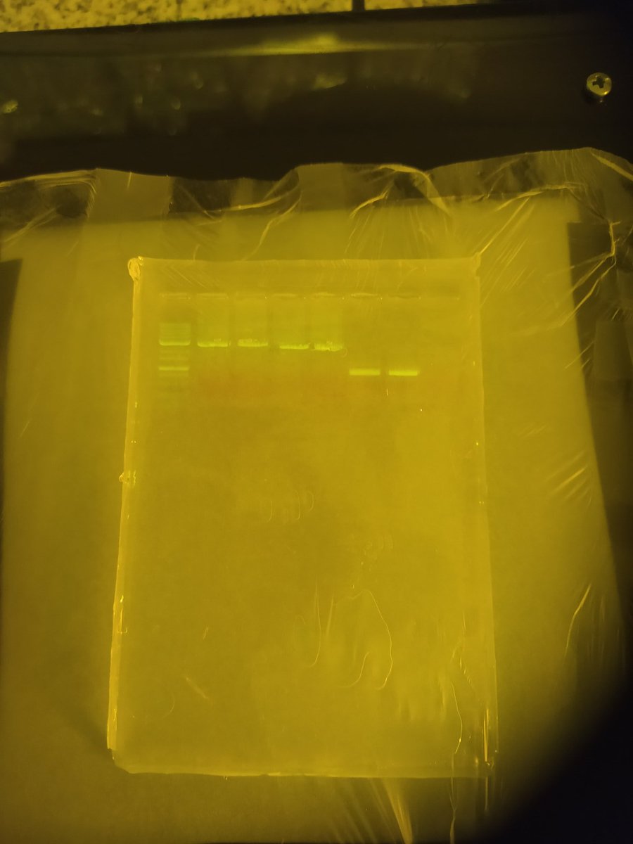 jenny_molloy's tweet photo. Transilluminator design making gel extraction awkward? #openhardware to the rescue in a hacked use of the FluoPi by @synbiochile @Prosimio_ @tfmatute. Saving our fragments for DNA assembly from UV damage as well! This is kan resistance fragment, OpenVent polymerase &amp; an ori. https://t.co/bFv4gnuqgh
