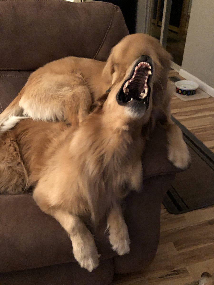 <a href="/GoldretrieverUS/">Golden Retriever Channel</a> <a href="/Skimom65/">Ginger 🦬🥏🇺🇸</a> Millie is doing her best imitation of a shark. #fluffybuttfriday #grc