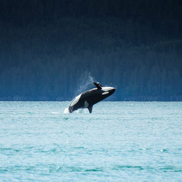 lesitedelorque's tweet photo. 🇫🇷Juste un backflip en pleine nature
🇬🇧Just backflipping in the wild ©️Crédits : @krisjonnes 📸 🌊 🐬 🐋 
#orque #killerwhale #orca #whale #dolphin #dauphin #baleine #wearetheorca #whalewatching #dauphins #orques #baleines  #wildlifephotography #photoani… https://t.co/FV1nDoZauB https://t.co/Is8nA48ZBq