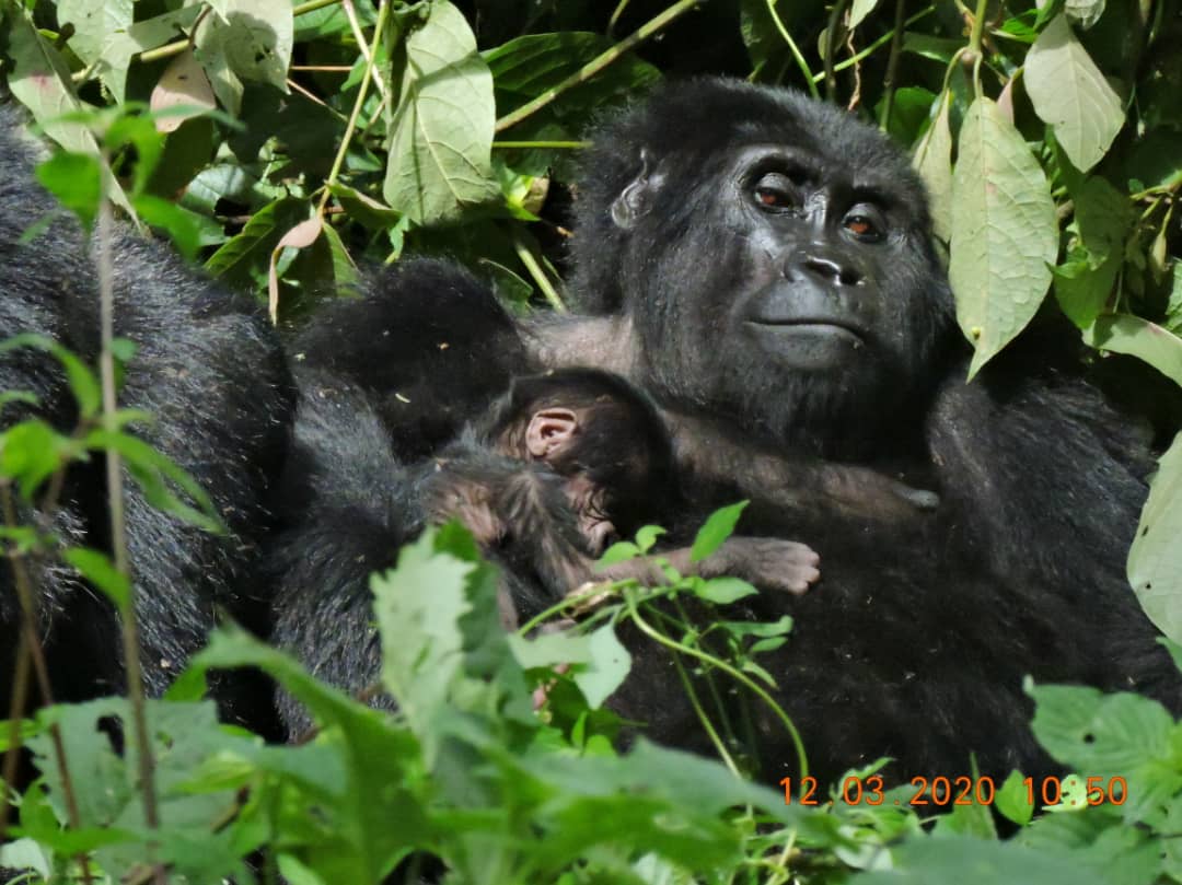 WDiscoveriess's tweet photo. New! New! Bwindi welcomes new Baby Gorilla New! New!
Mishaya Gorilla family in Rushaga. Bwindi Impenetrable National Park are in great joy as they welcomed a new member to the family. This grows the group to 12 individuals.  #GorillaTrekking #VisitUganda https://t.co/BeXH1szTff