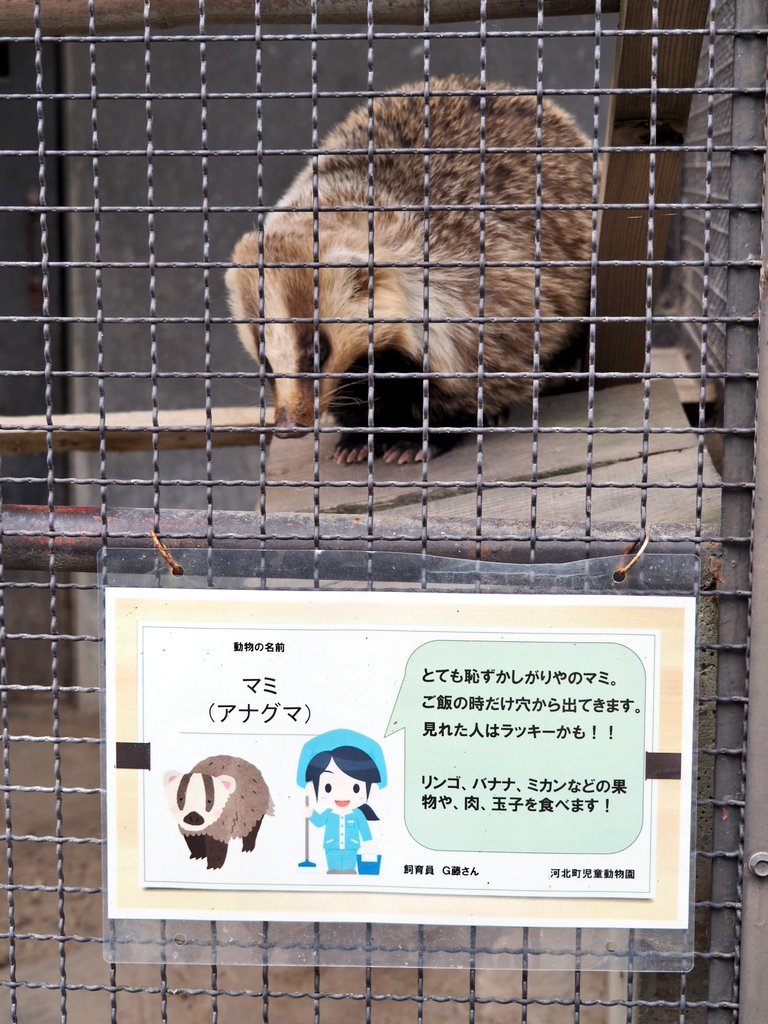 טוויטר たぬきねこ בטוויטר とても臆病なアナグマの マミ 河北町児童動物園 T Co Zmjytm2yer