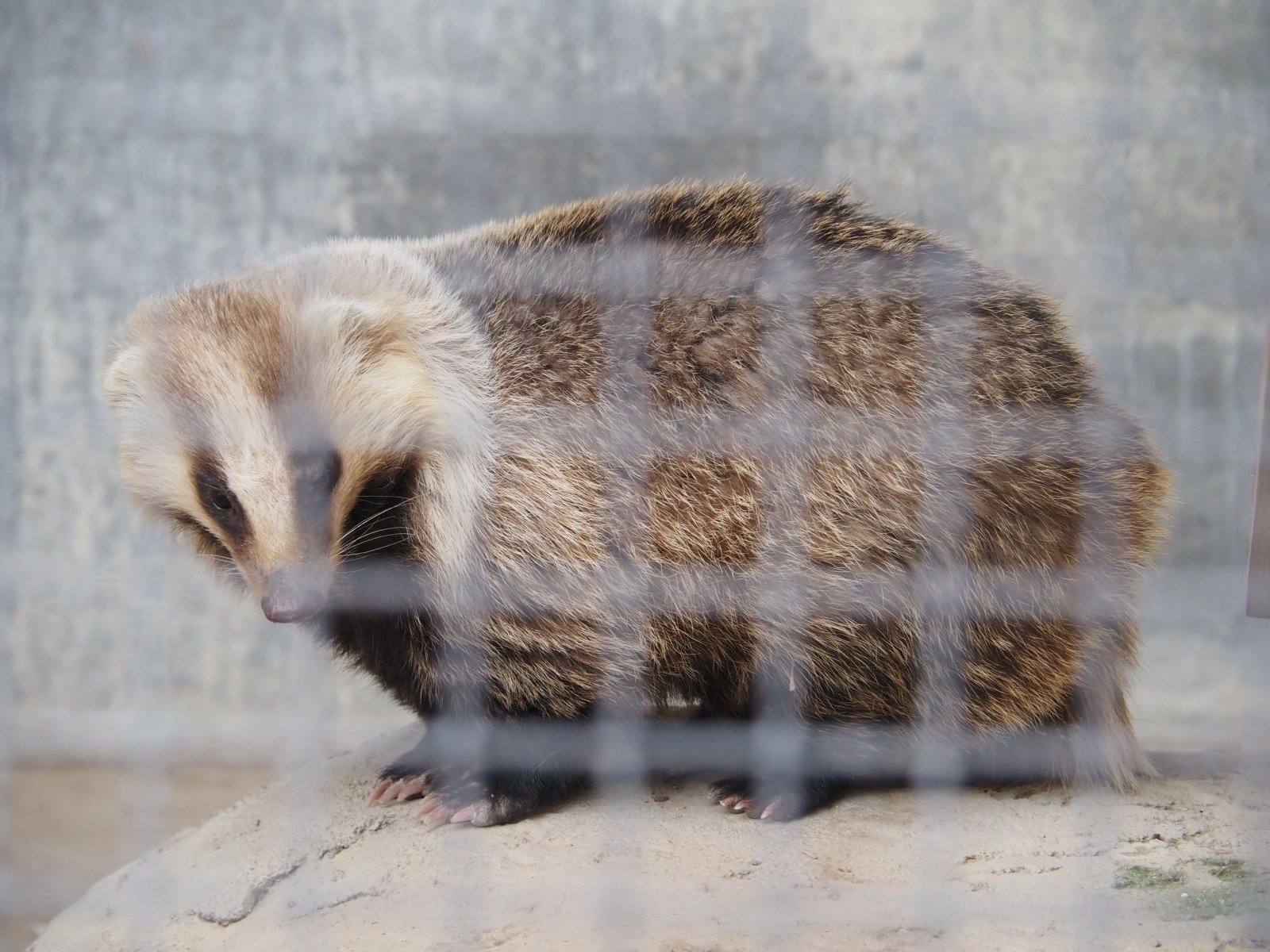 טוויטר たぬきねこ בטוויטר とても臆病なアナグマの マミ 河北町児童動物園 T Co Zmjytm2yer