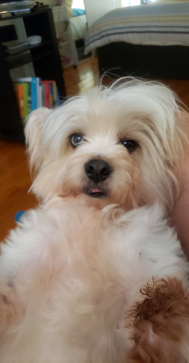 360coachLR's tweet photo. @PaulFox13 My #brody https://t.co/YNl4m7M1cs