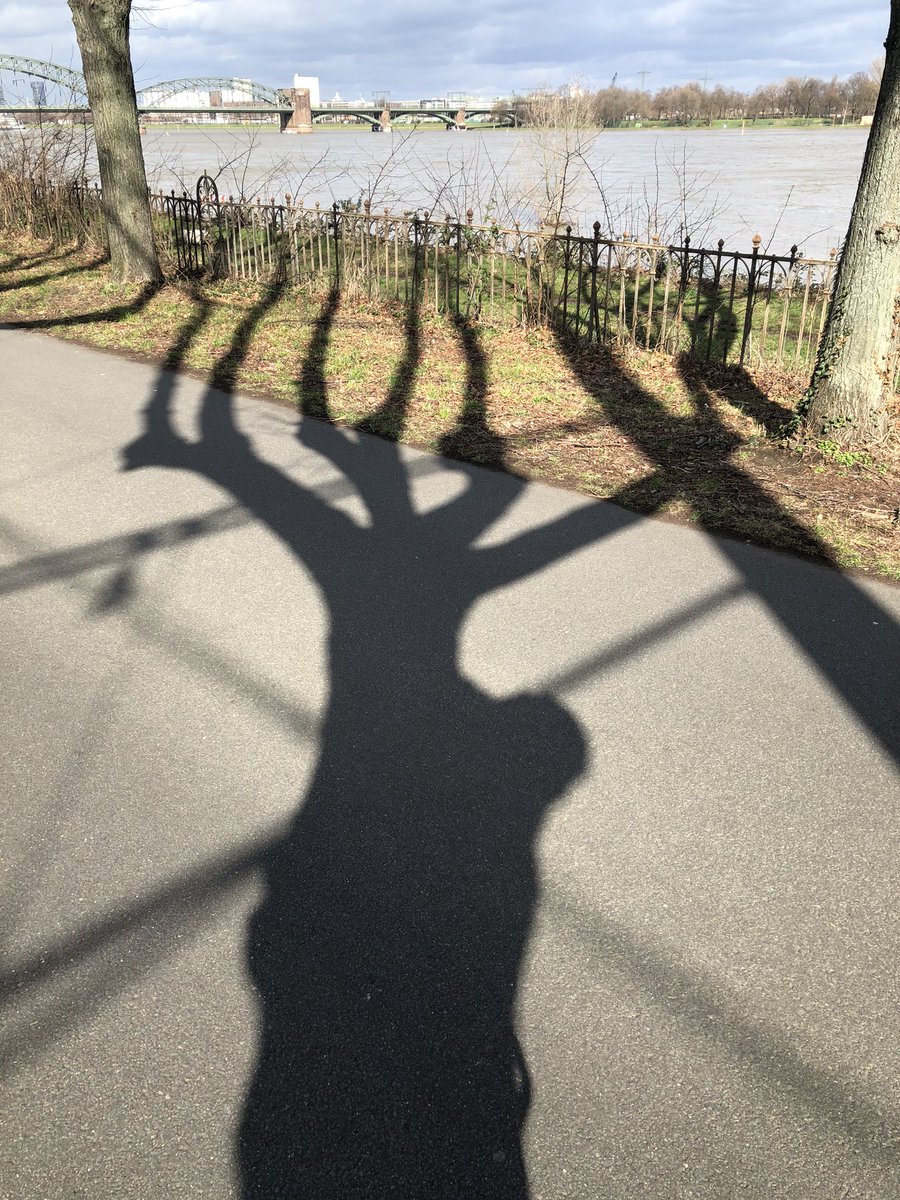 Tacitussi's tweet photo. Wie schön im #schatten der #bäume zu stehen. Mein Schatten verschwindet in dem des Baumes. Die knorrige #silhouette finde ich wunderschön!
#augenblickeeingefangen
#amrheinistesschön
#isolationiskey‼️
#spazierengehenistschön
#alleenhetbeste
#coronamemes
#covid_19 https://t.co/akmgI0qoja