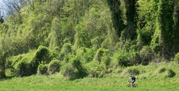 Les forêts autour de Paris où se sentir comme à l’étranger enlargeyourparis.fr/balades/les-fo… #legrandpariscopeweekend
