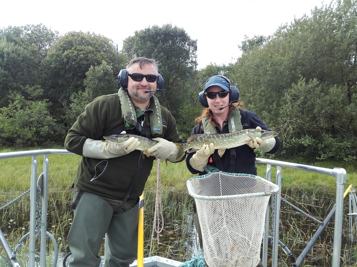 IFI Research tweet media