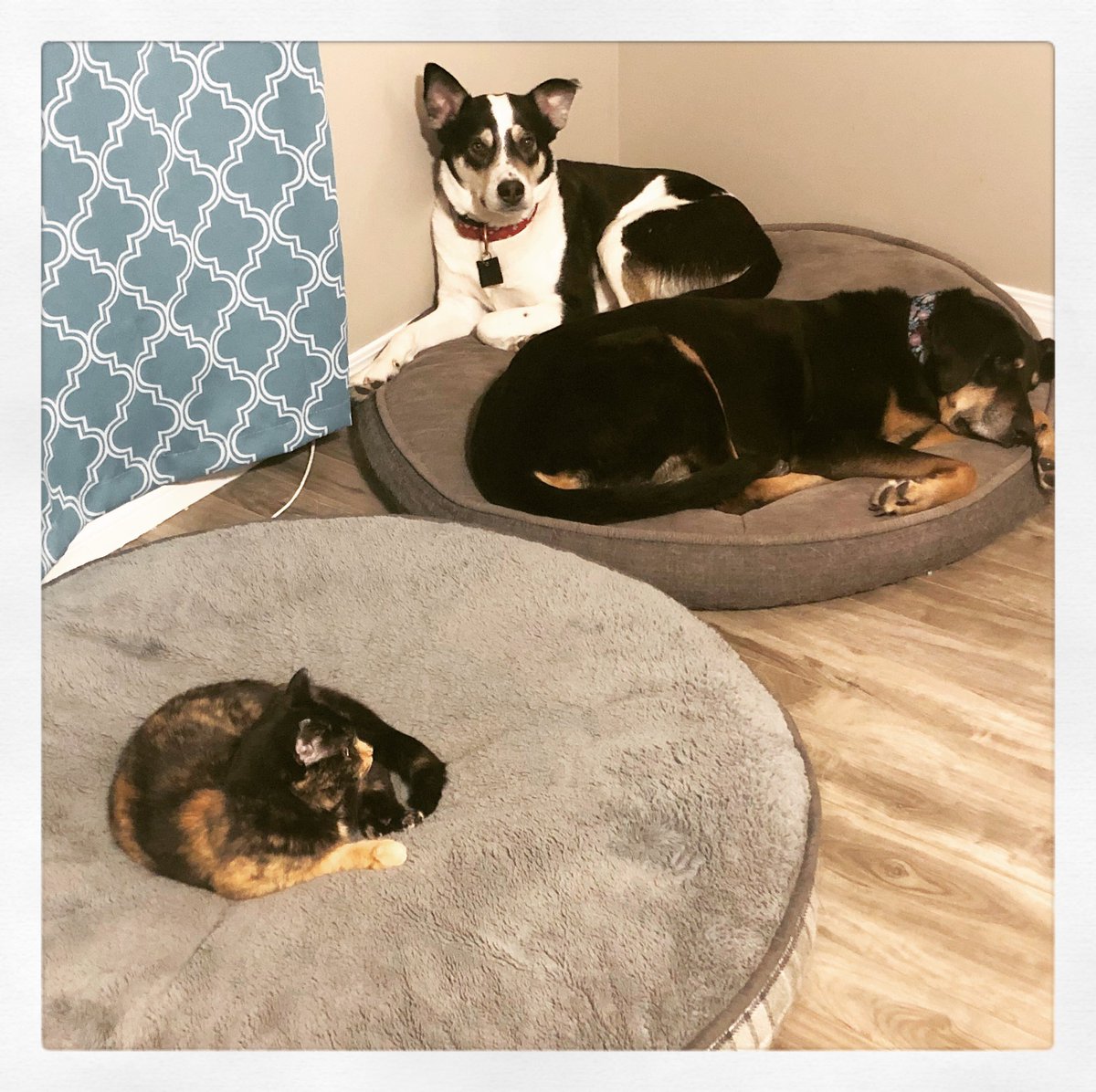 katie7595's tweet photo. @MeliGilligan @Dani_PachecoCAN #thecatrulesthehouse https://t.co/FwfnOhm9eW