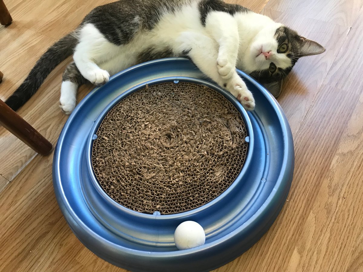 Thank Gato it’s Friday. Doc &amp; the Gatos are here to provide cat therapy to relieve your stresses.