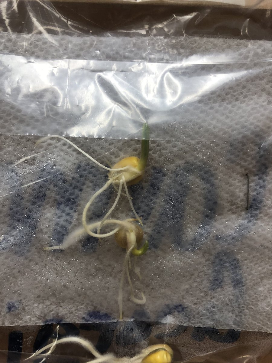 LazareScience's tweet photo. Which way will they grow? #tropism #lhsscienceforall https://t.co/3i6i73y6jw