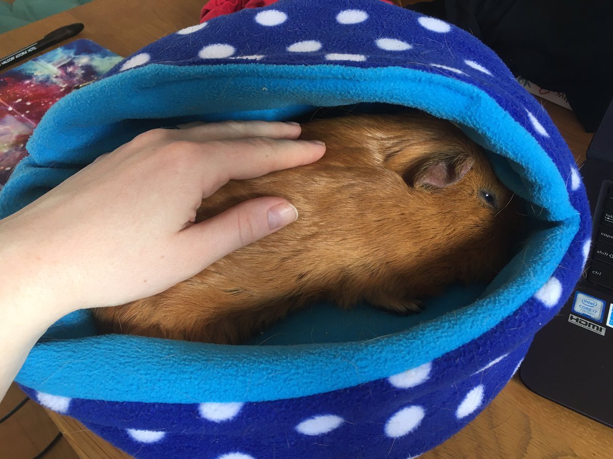 Pumpkin_Bailey's tweet photo. @PAYOLETTER @badgerbumble IM KEEPING MY HOOM COMPANY #guineapig #onehandedtyping https://t.co/cyr9vTV8lQ