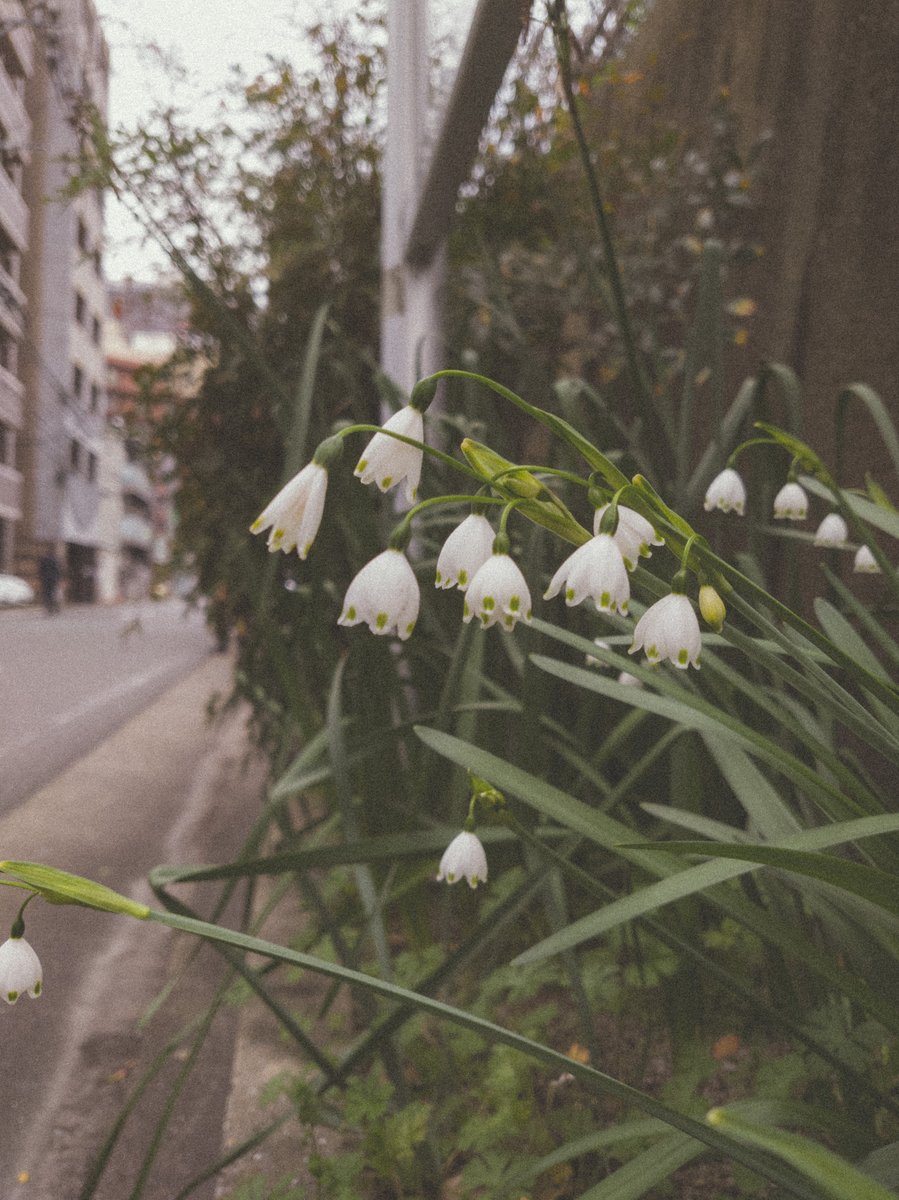 Daisuke Iwamoto スノードロップ じゃなくて スノーフレーク Snowdrop Snowflake Flower 橙の花寫眞 スマホのlrカメラでraw撮影して現像