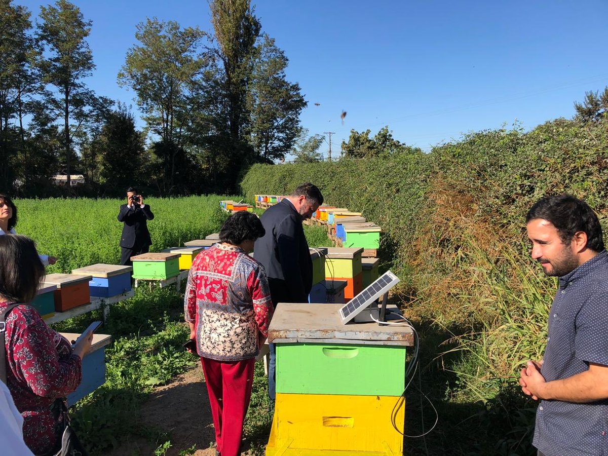 En San Vicente de Tagua-Tagua, estas emprendedoras apicolas nos muestran como han sacado a sus familias adelante nos hablan de que no hay edad para emprender. Especial cariño por <a href="/Beewaze2/">Beewaze</a> emprendimiento tecnológico clave para proteger las abejas y apoyar la producción de miel.