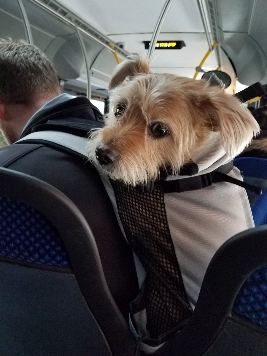 We interrupt Coronaville with a desperately needed Corgis* in backpacks* on metro* popville.com/2020/03/we-int…