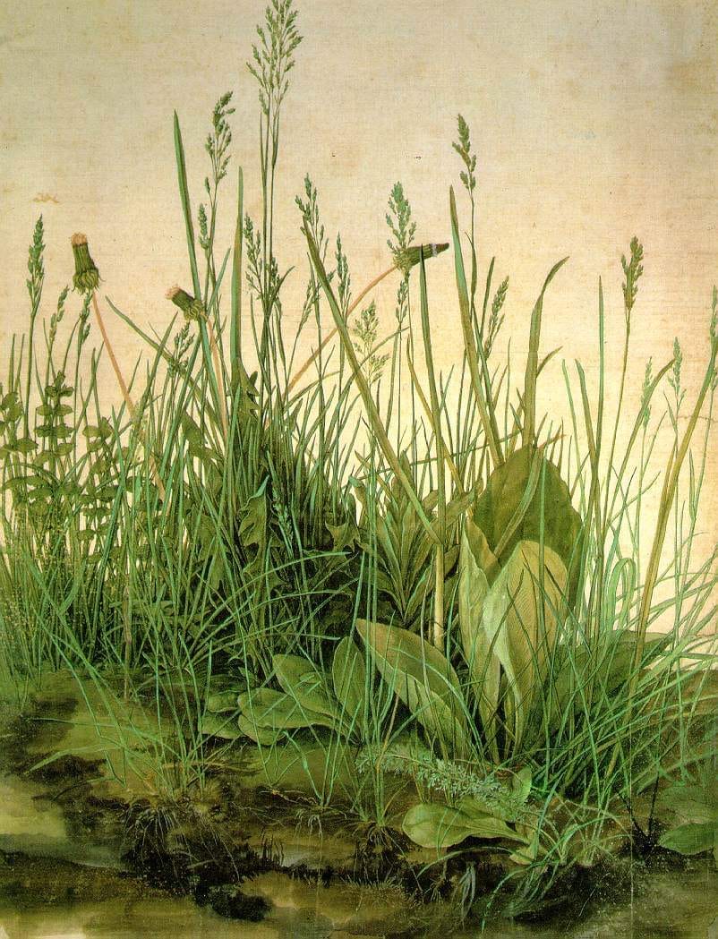 Albrecht Dürer (German painter) 'The Great Piece of Turf', 1503