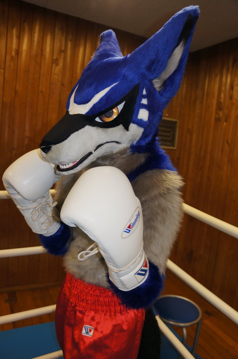 MikazukiKyo's tweet photo. 本日の獣BoxingGymは～ライド君です！オーナはNadidasさん。本当犬工房の子はボクサー姿めっちゃ似合うな～♪今回は白いボクシンググローブを着けて貰いましたけど、多分何色のグローブでも似合うと思いますっ！また機会があったら来て欲しい獣ボクサーの一人です！🥊
#獣BoxingGym
#FursuitFriday https://t.co/DHEUiokrbp