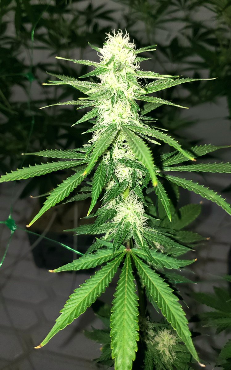 _NativeGround_'s tweet photo. Pineapple Muffin - Week 3 #CannabisCommunity #CBD #growyourown #WeedLovers #cannabis #smokeweedeveryday #indica #sativa #thc #NGGC https://t.co/ukrZAcLd7u