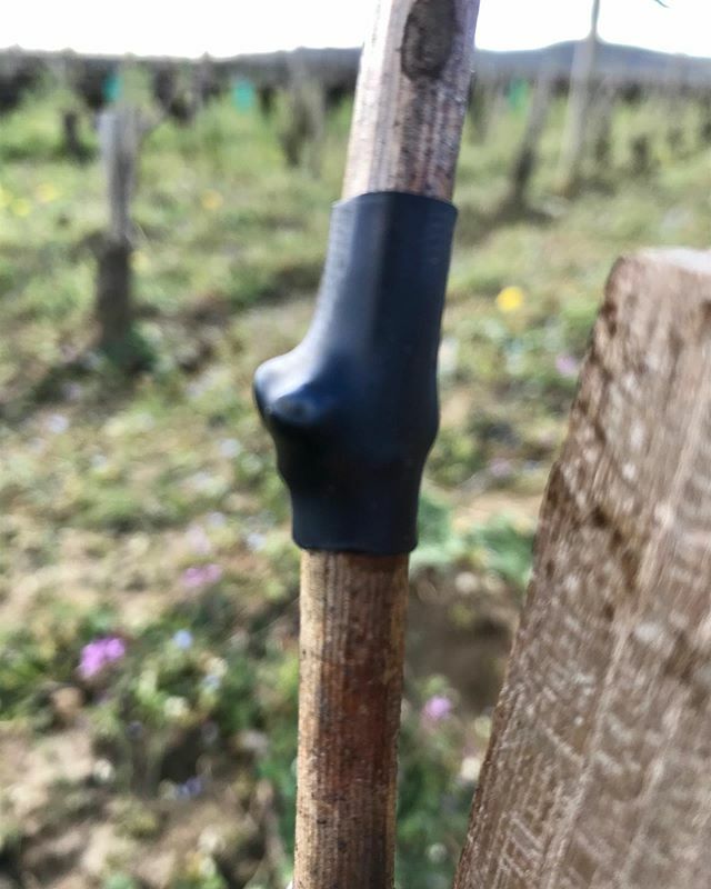 Roche de Bellene tweet media