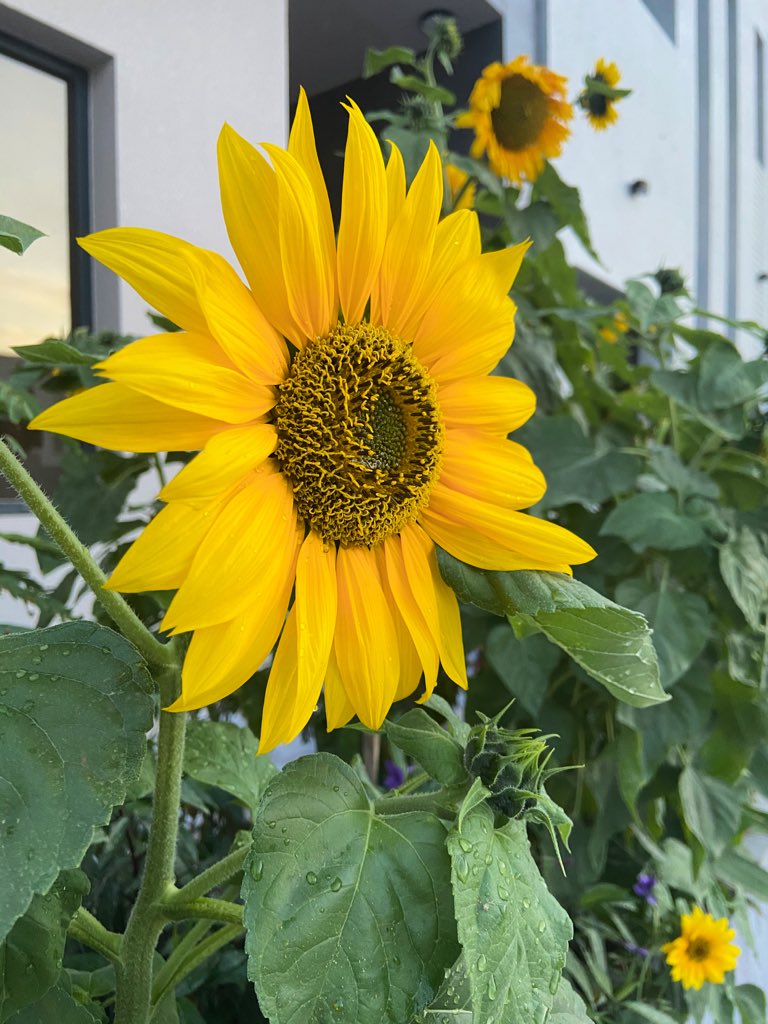 _Fatma94_'s tweet photo. Hello sunflower. 🌻 https://t.co/TYmFkAWP3n