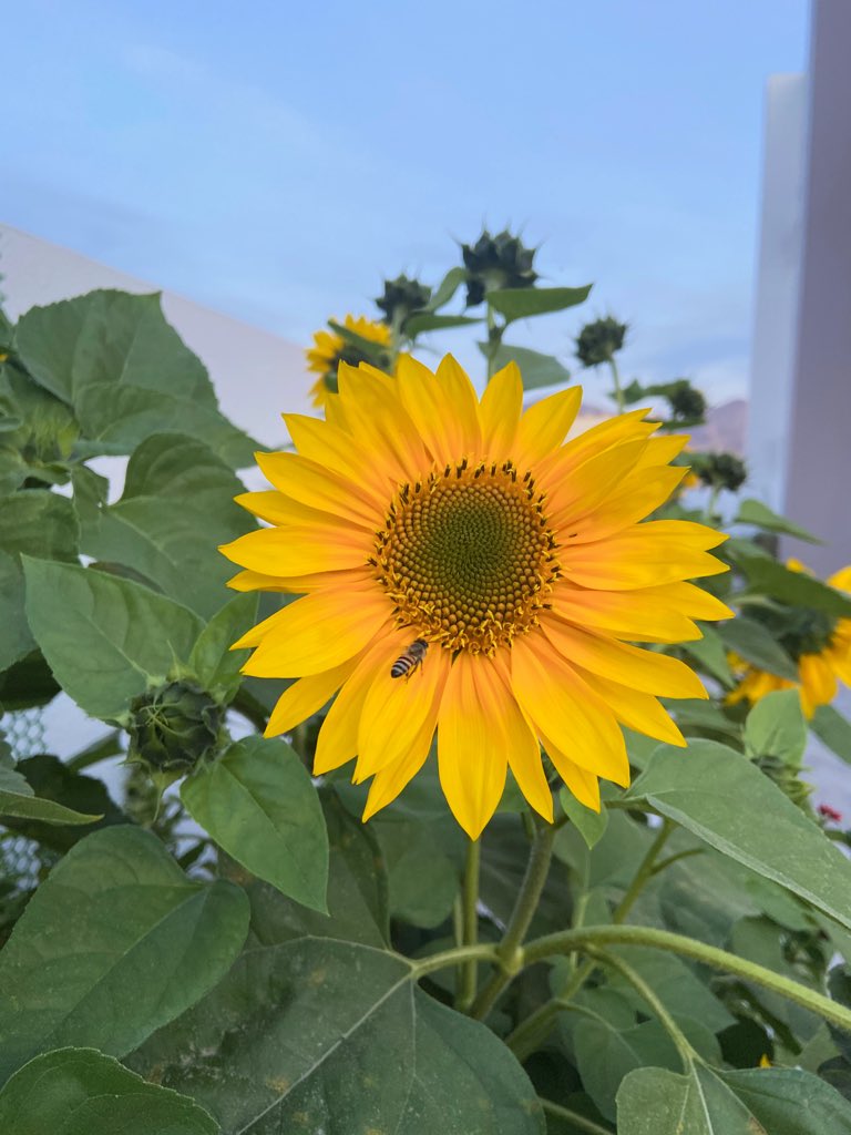 _Fatma94_'s tweet photo. Hello sunflower. 🌻 https://t.co/TYmFkAWP3n