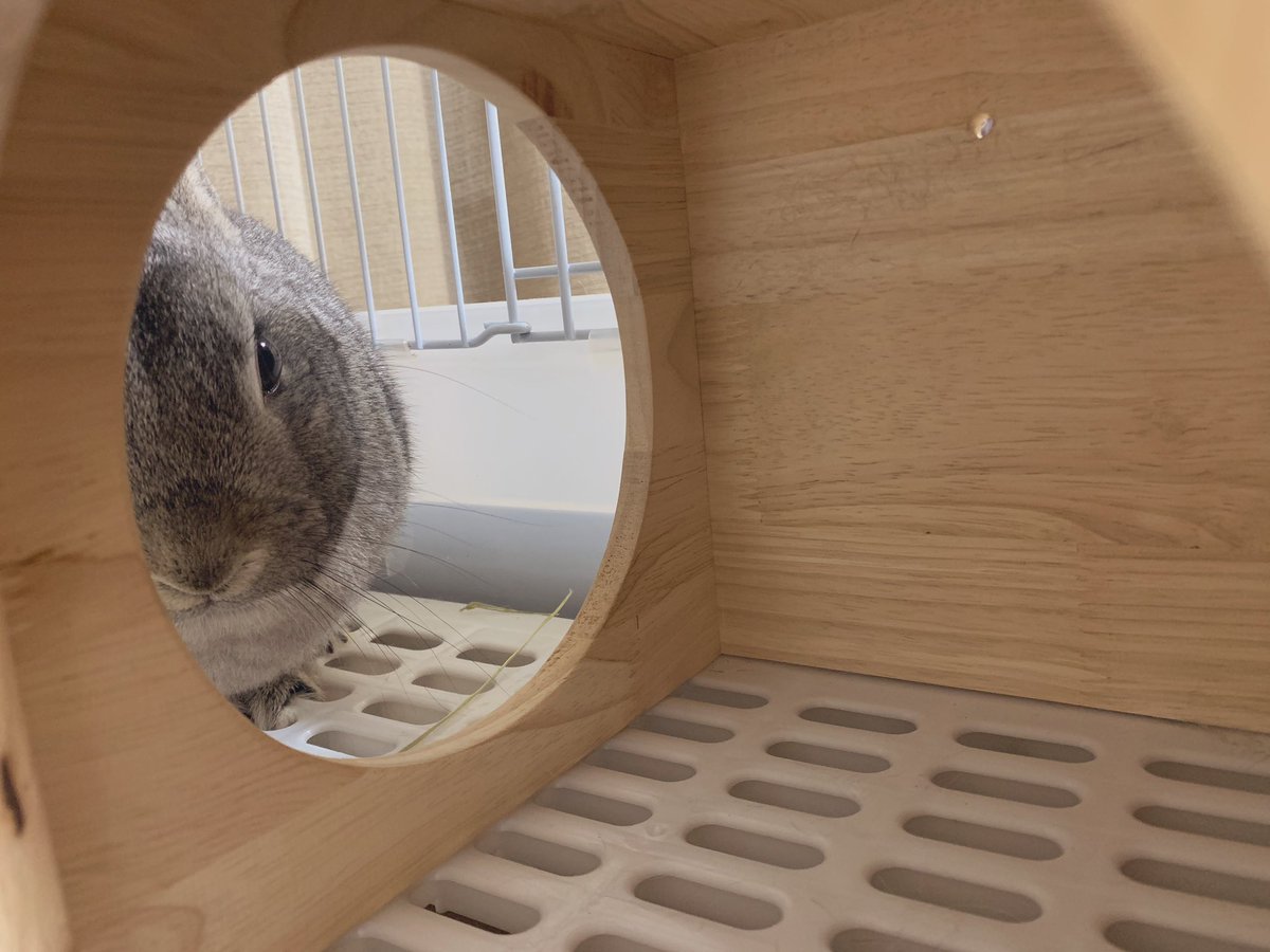 家のマスクが無くなったから、工場の防塵マスクをつけてたらペットのうさぎがものすごい怯える(笑)