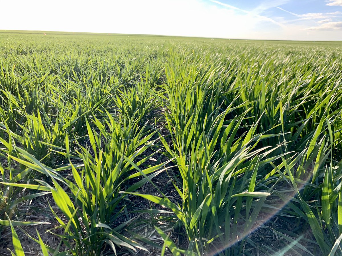 More Road tripp’n! Wheat has a very early demand for P & Zn that is harder to met in the PNW. Starter trials in Athena, OR really showing this year, again. If you’re planting early this spring, P and Zn heavy starters are a must!! #KickStarter #Mstruct #SeedStart @themcgregorco