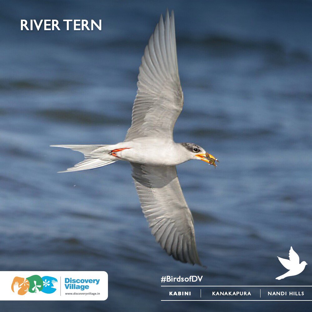 Here’s a true water baby, if there was ever one. The River Terns are found along inland rivers from Iran east into India and further to Myanmar and Thailand. 

#discoveryvillage #birdspotting #nature #kabini #karnatakatourism